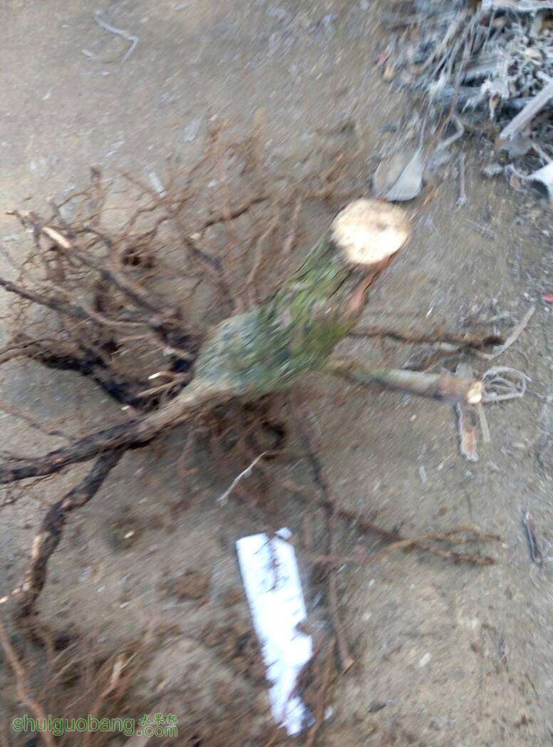 085810rwgi0b7bf403saaj.jpg