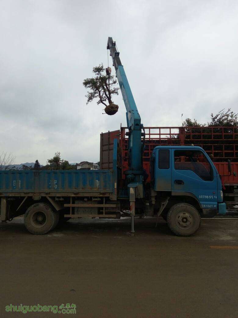 172848cyto11k61162m11a.jpg