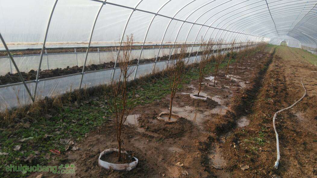 120043cbinnoniibethreu.jpg