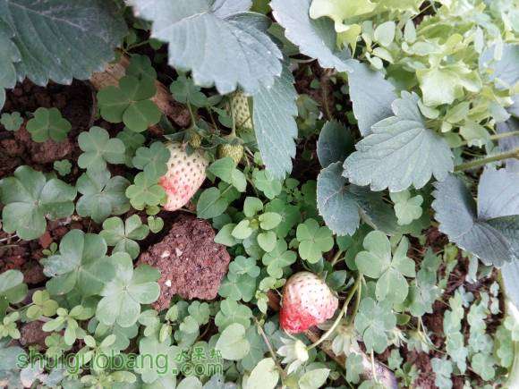 ɽ��ˮ����ܰ