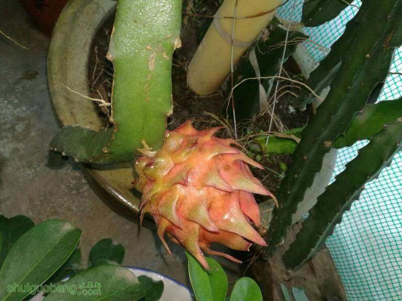 125008pngmz0n3ipxjigni.jpg