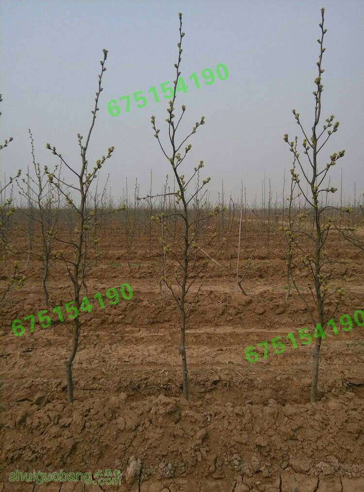 182024yfmnnrftylzb50mt.jpg