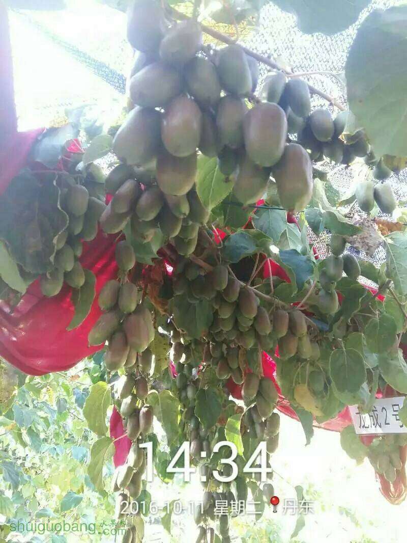 212131ero8tjc8nio40coo.jpeg