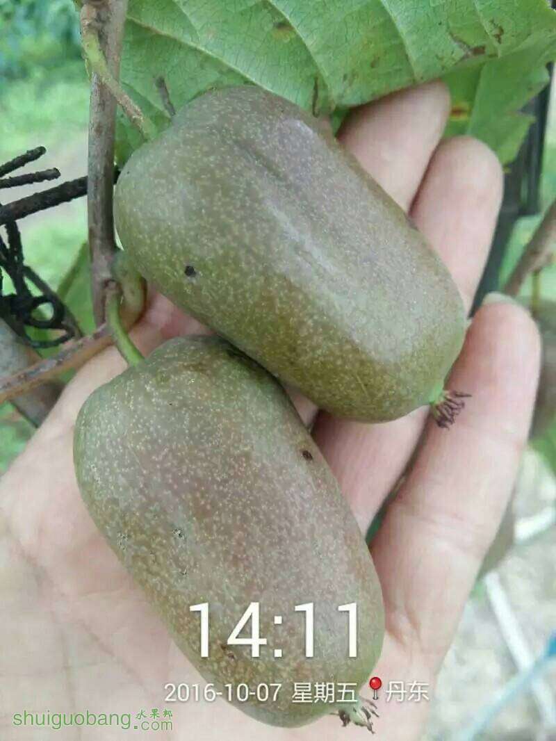 212131wdsm4r2mbqdzma8q.jpeg