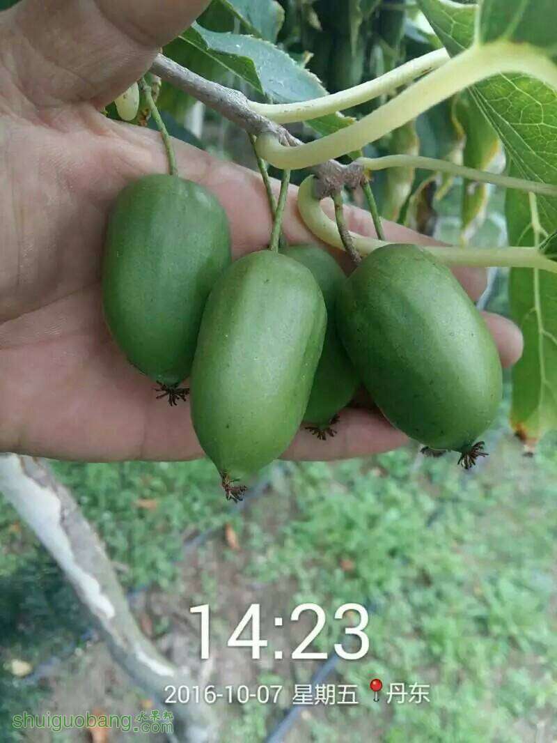 212311r03h0i5kh31ph35p.jpeg
