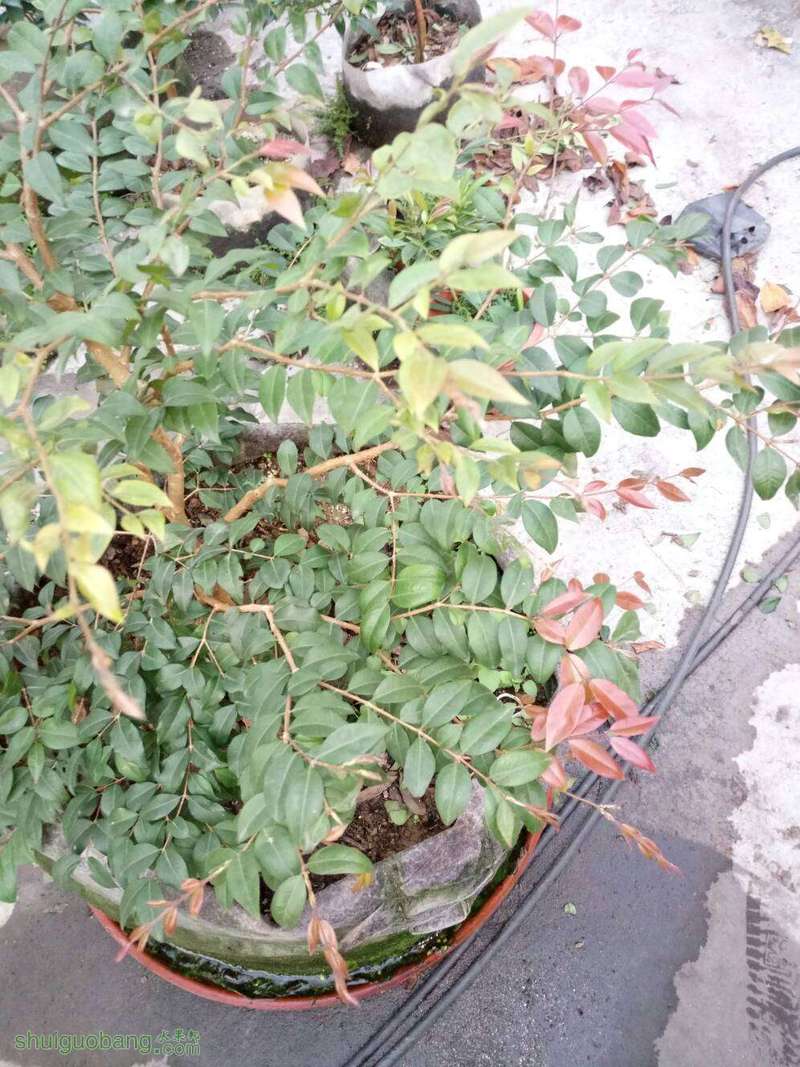 181222mpw3j8cdt3tglwl9.jpg