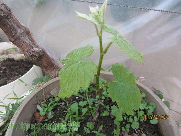 Ƭ 068.jpg