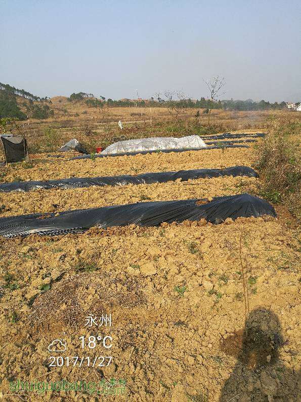 222643ply19lkeyblld77p.jpg
