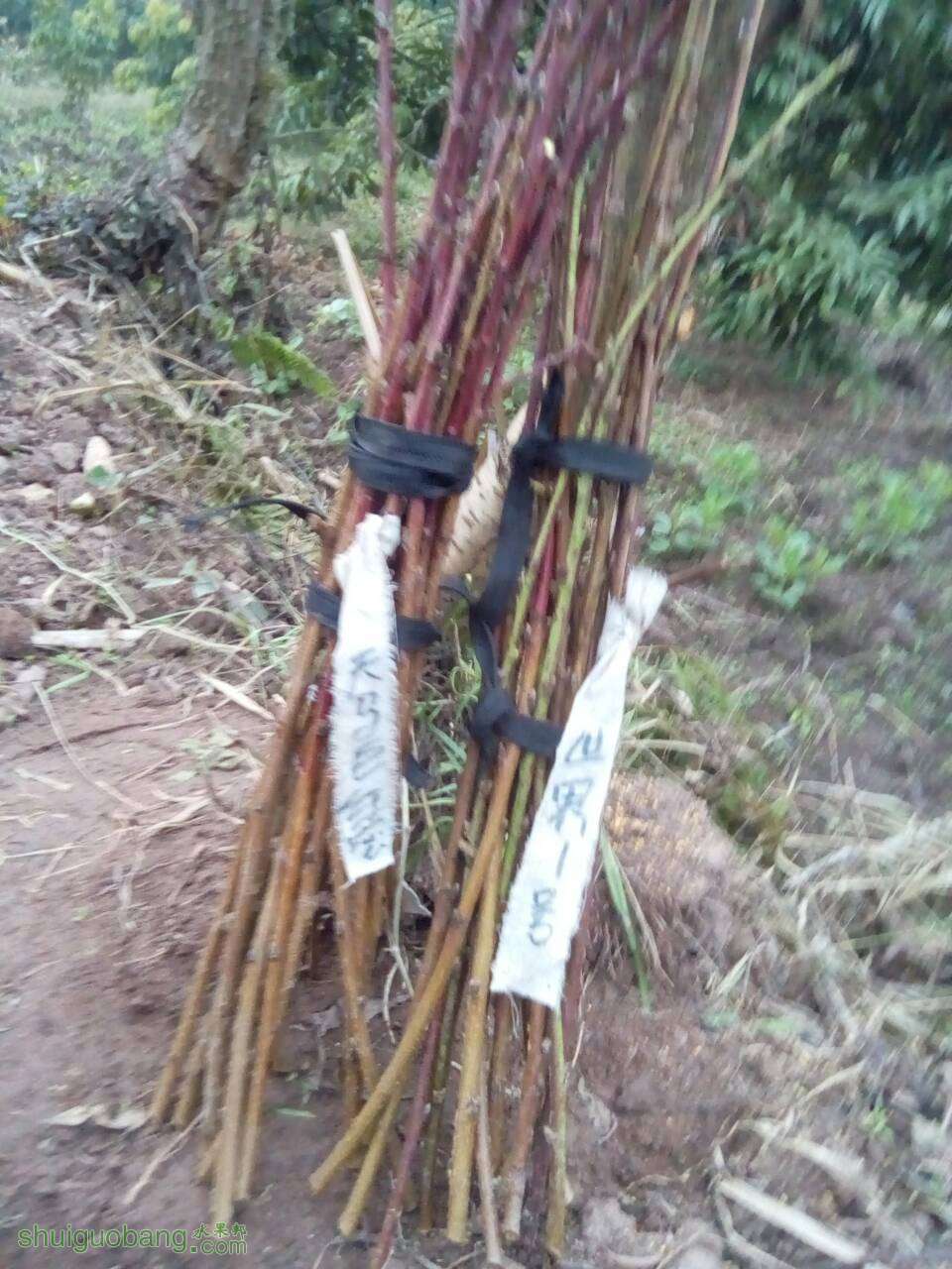 155305p9zz3jwzh3maoyee.jpg
