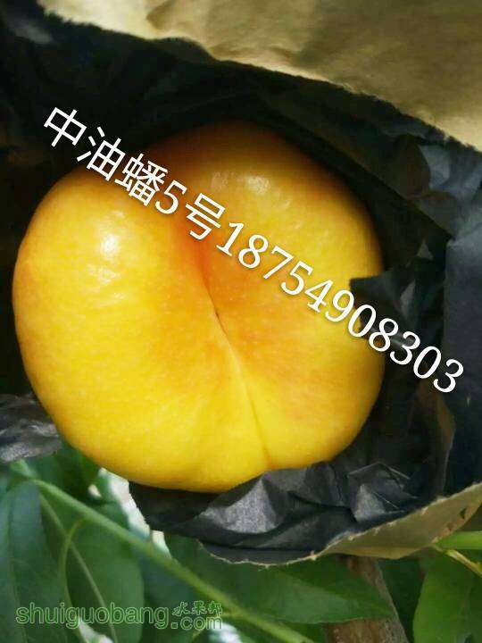 183737nnnz4830n3t4tamm.jpg