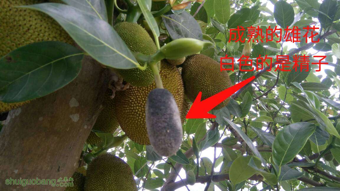 112546mmeecfplr1vk8ume.jpg