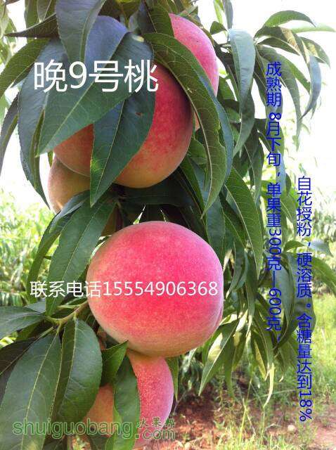 132411y85abc1k555faf55.jpg