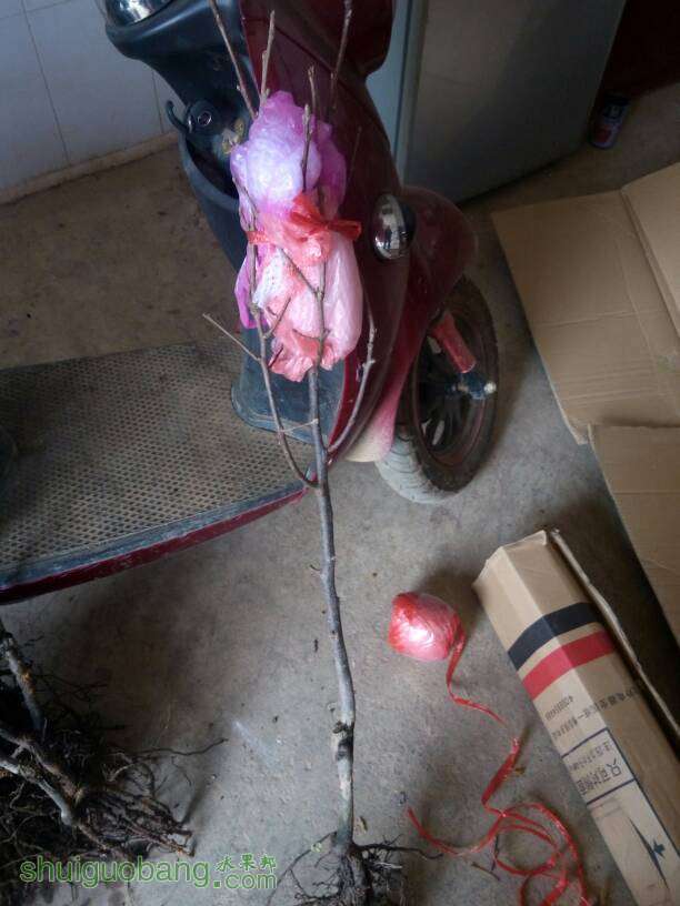 192627opdxm7v19km6vni9.jpg