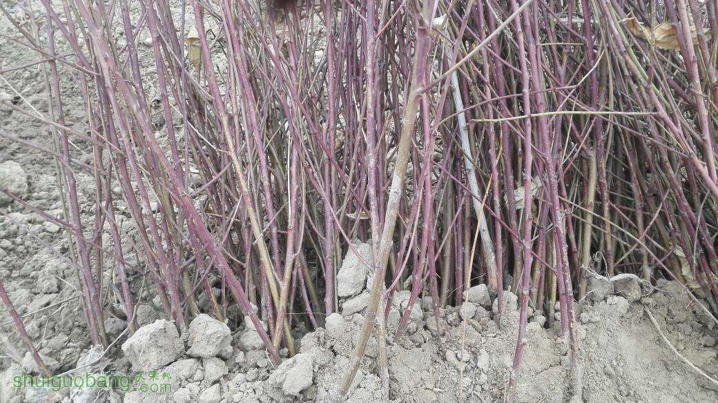 140505gmr4xfprm099fbfr.jpg