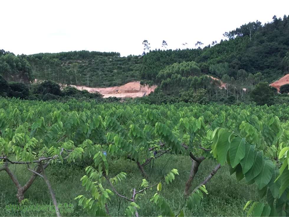 海南释迦果种植基地图片