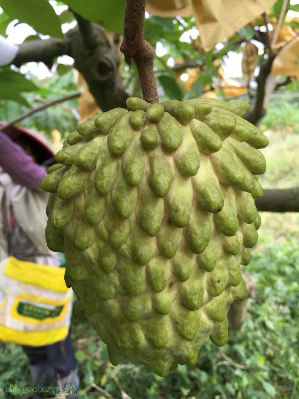 我的释迦果园---农业部指定国家释迦种植示范基地