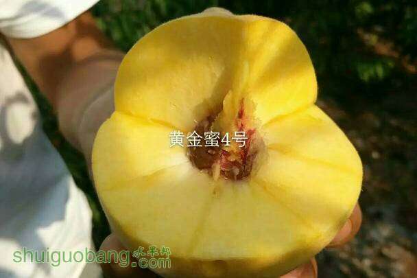 203432pjdaoe0c0dtwmjcj.JPG
