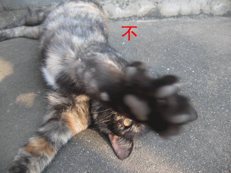 11 886.gif