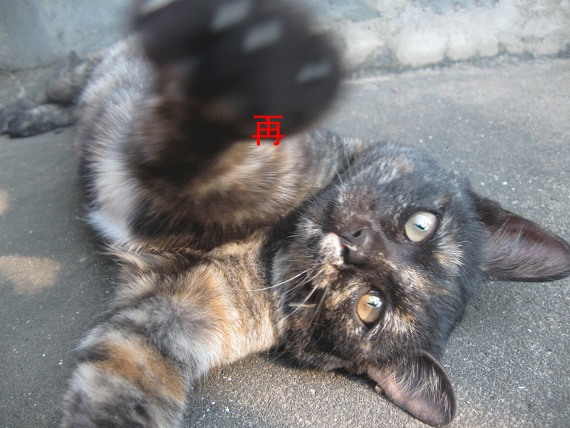 11 891.gif