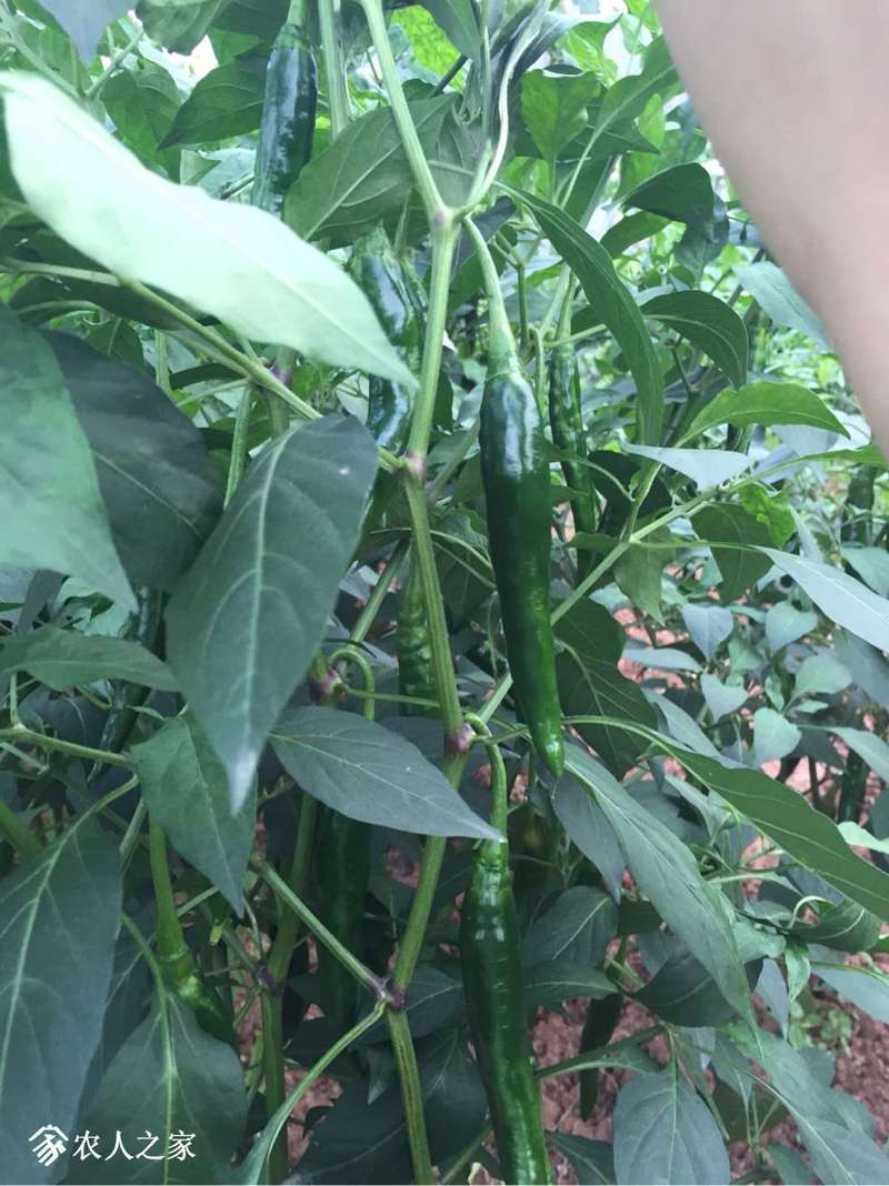 论坛 69 ≡菜园区≡ 69 辣椒论坛 69 日本进口的三系杂交线椒