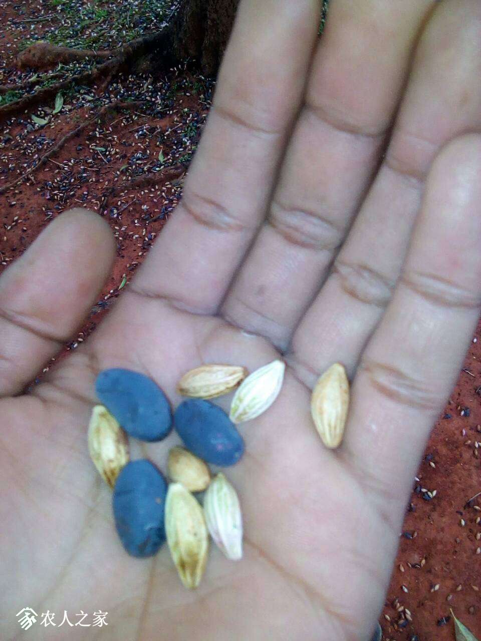 桂花果实,像长了的蓝莓,什么味道?