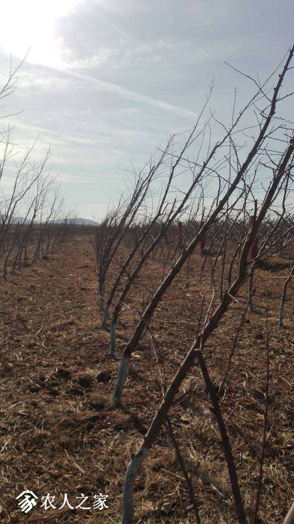 130314yrnvupr520f2vpfg.jpg