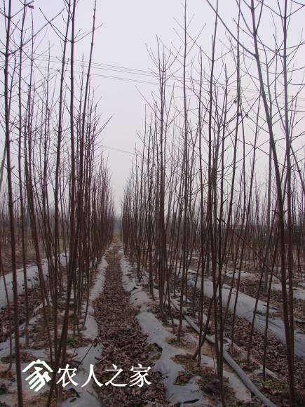 Ƭ 077.jpg