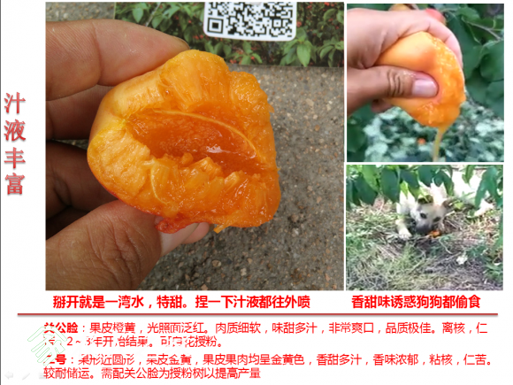 33.png