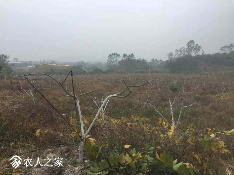 165742chcypjf6axc2a1pa.jpg