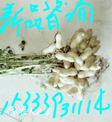 163039zwazfsgdjaefzzdf.jpg