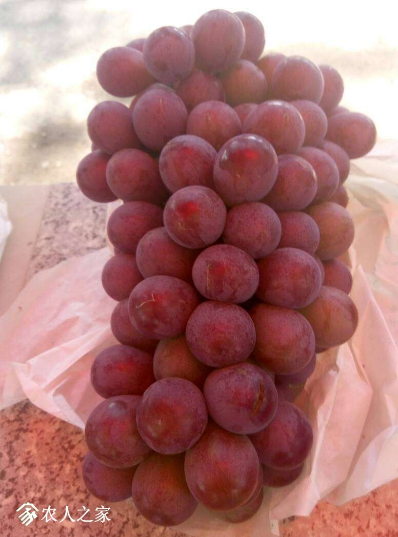 130011uzoqjab88bqhqrtq.jpg