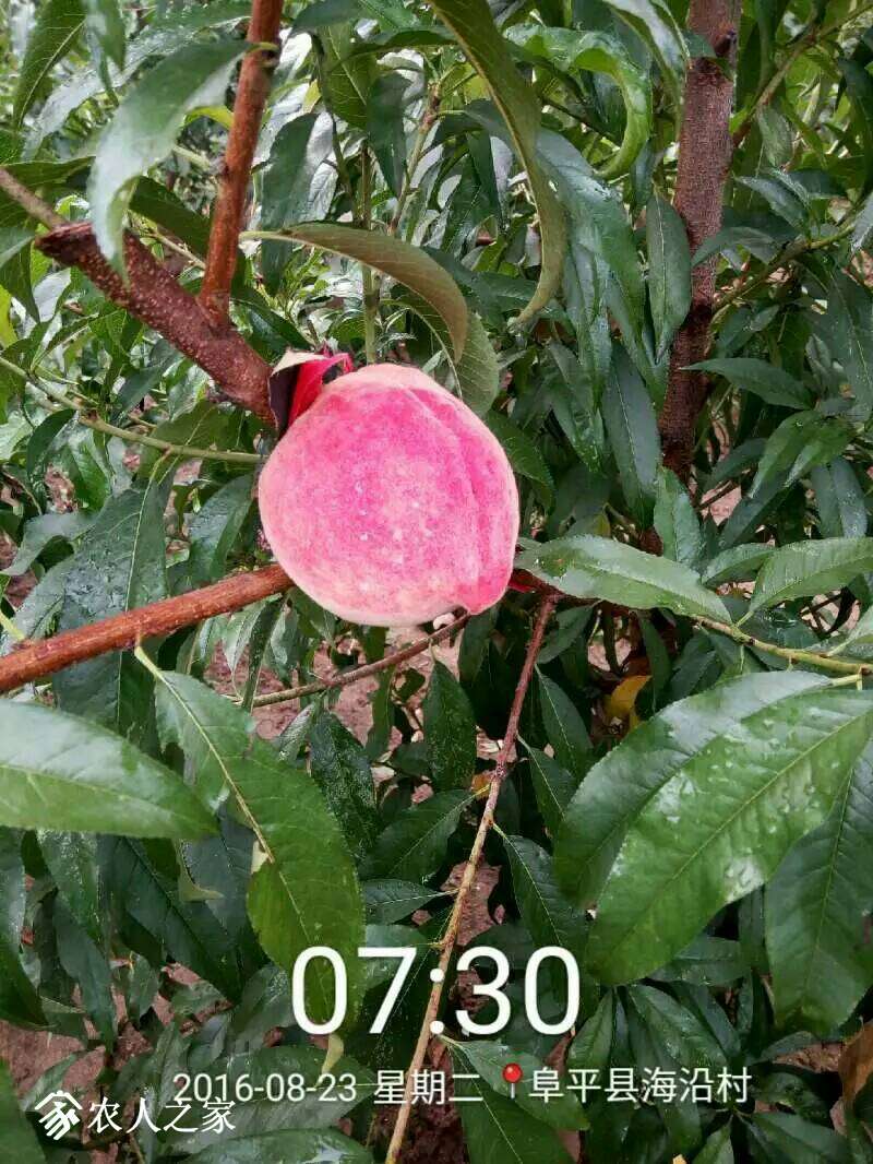 183756piiophx5og6z6hqq.jpeg