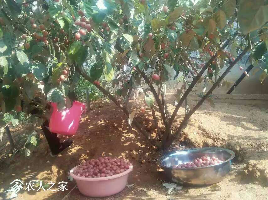121703hj6yiov4ioukawdz.jpg