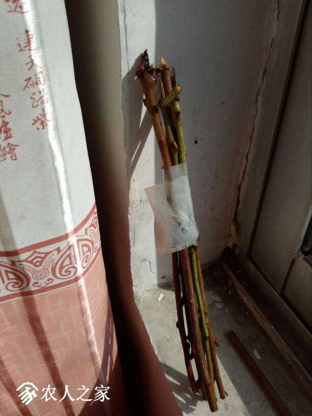 144654lcbxcowoqool1119.jpg