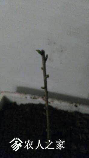 IMG_20170307_224645.jpg.JPG