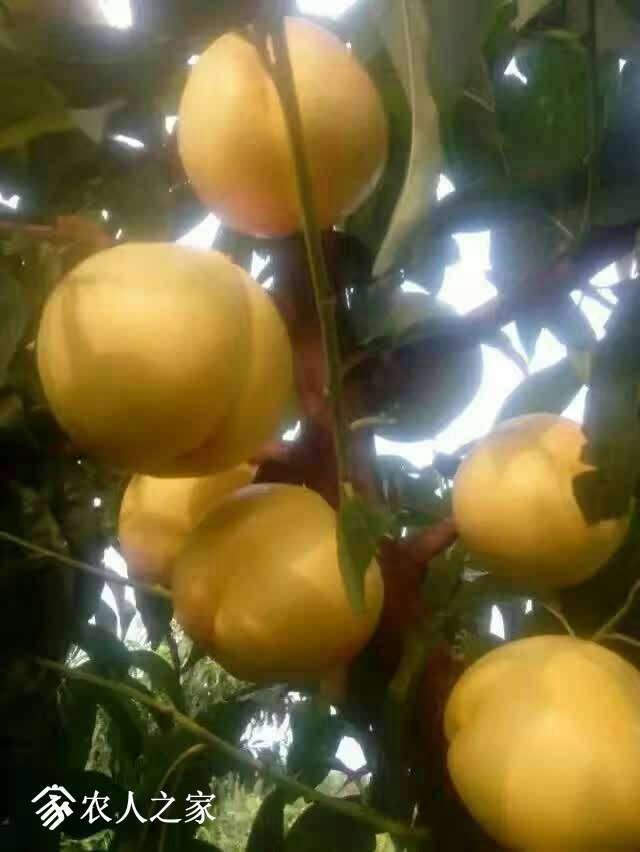 050846yajlblomyy1z0ylb.jpg