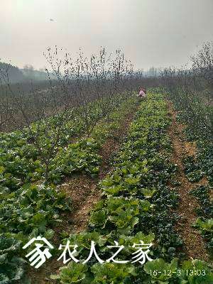 185513fhohma4oxcvooc3a.jpg
