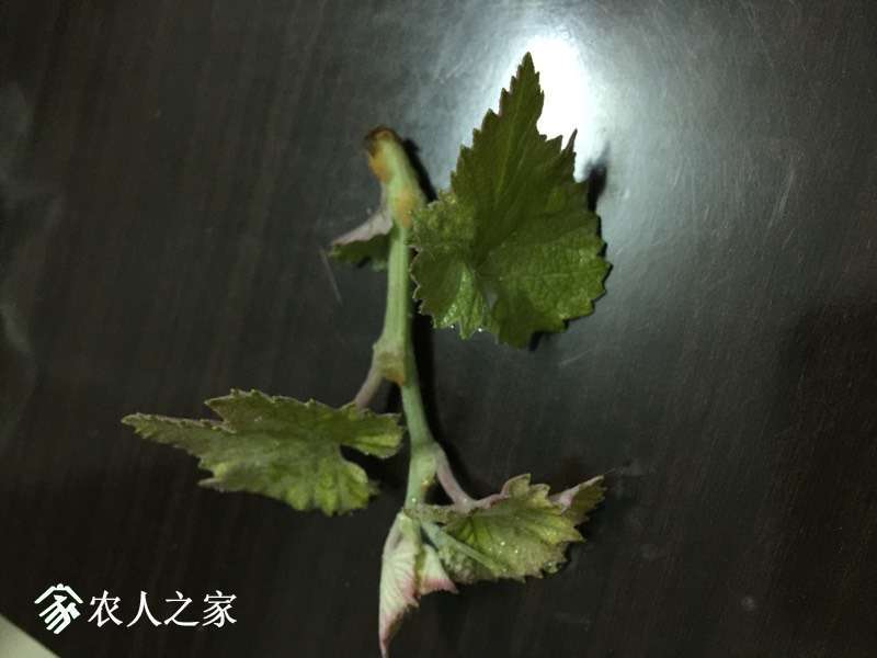 221254z5bgkcszzbagmlsu.jpg