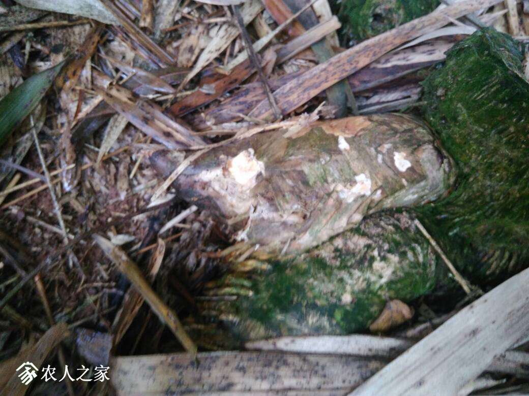 172436zxk5qcp2x4bqxuod.jpg