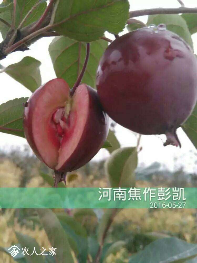 192656i1dv44uy5n0upy1p.jpeg