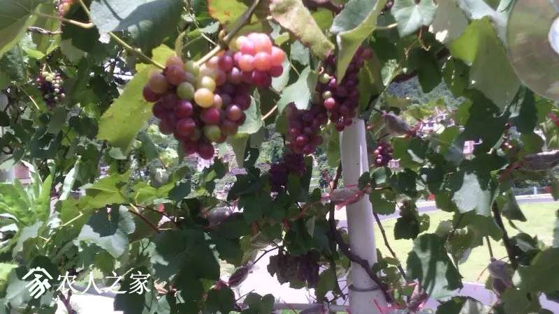 212757tx0ekpsese1mb7p0.jpg