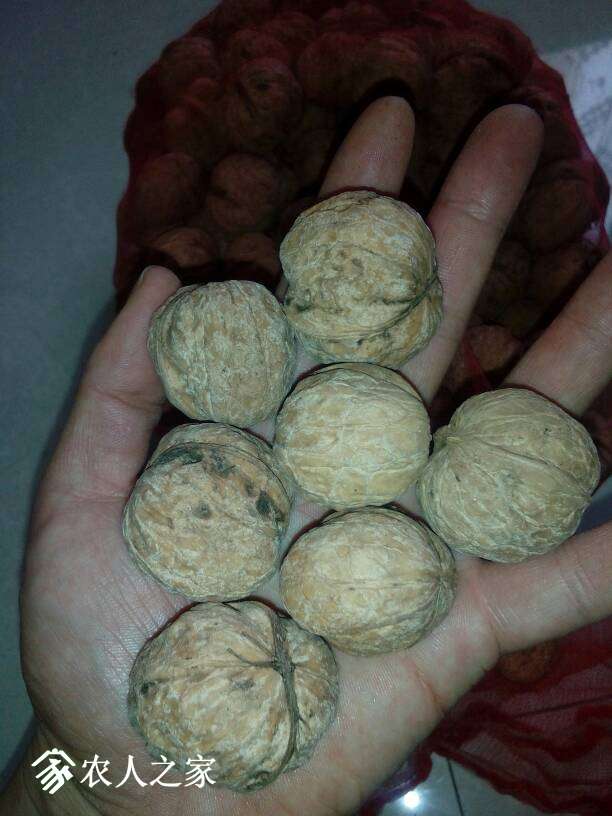 110123nut2jn2xn3dob33d.jpg