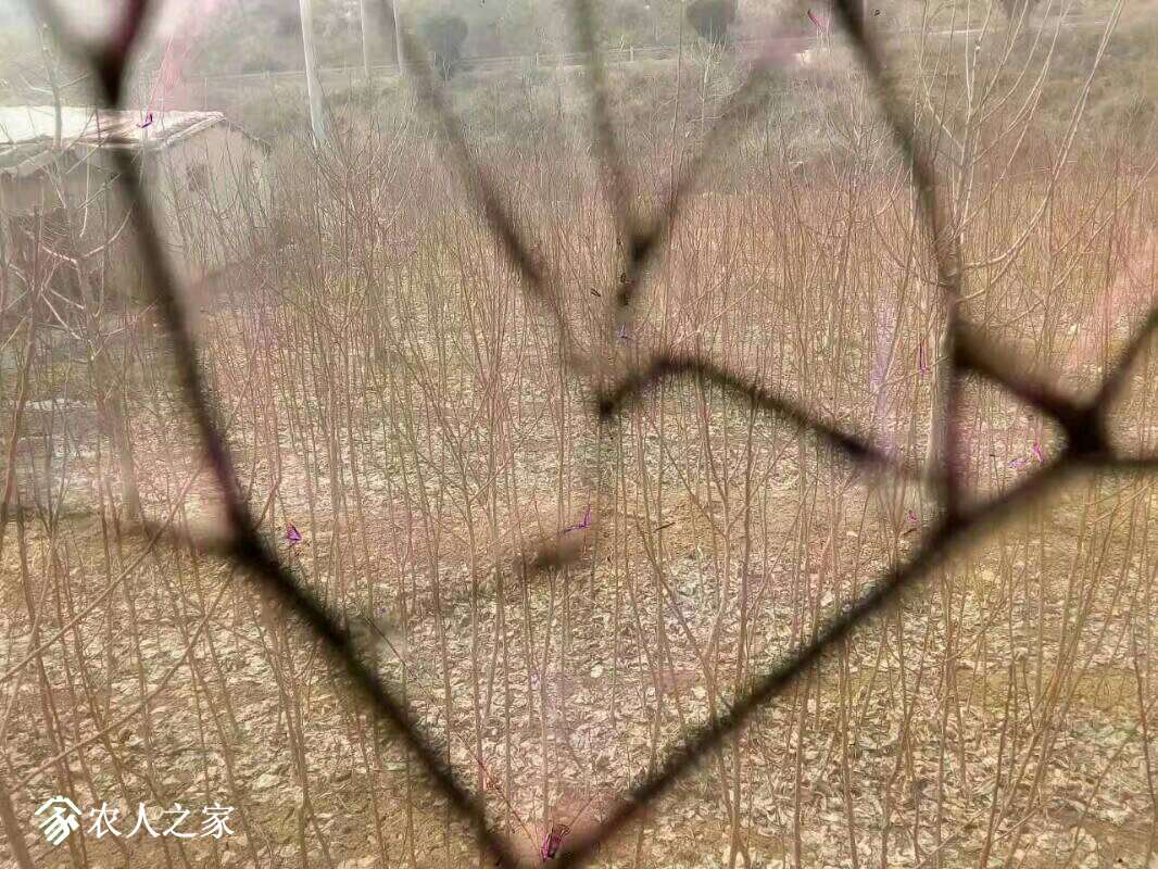 132013dt000t05qxfpn1q9.jpeg
