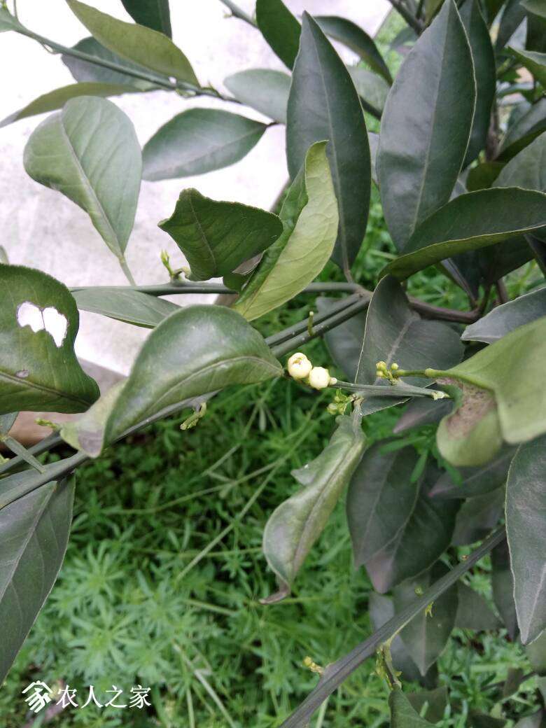172610pide3ezeozb01173.jpg