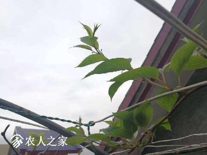 204141cr611lgs0111h8c1.jpg