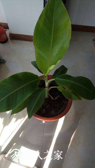 我的盆栽香蕉