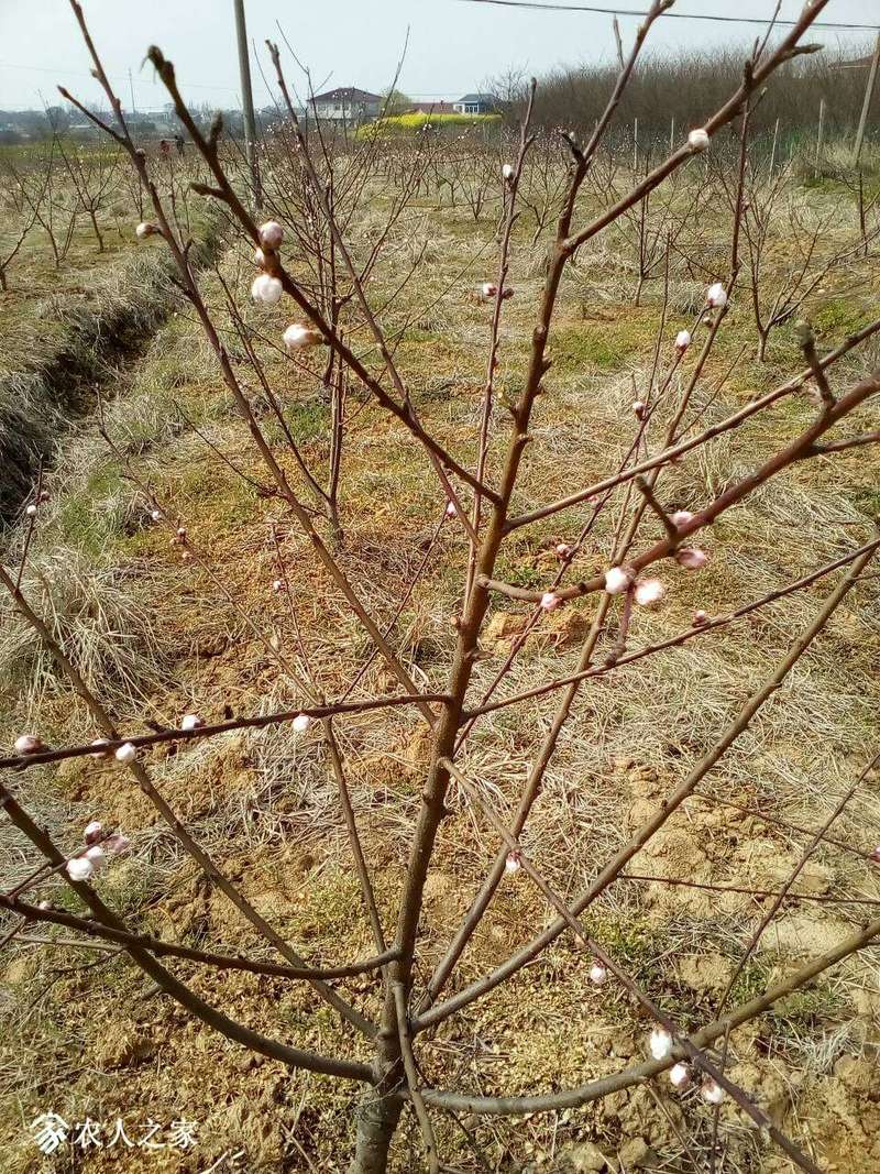 求购观赏树苗,尤其是观赏桃树苗