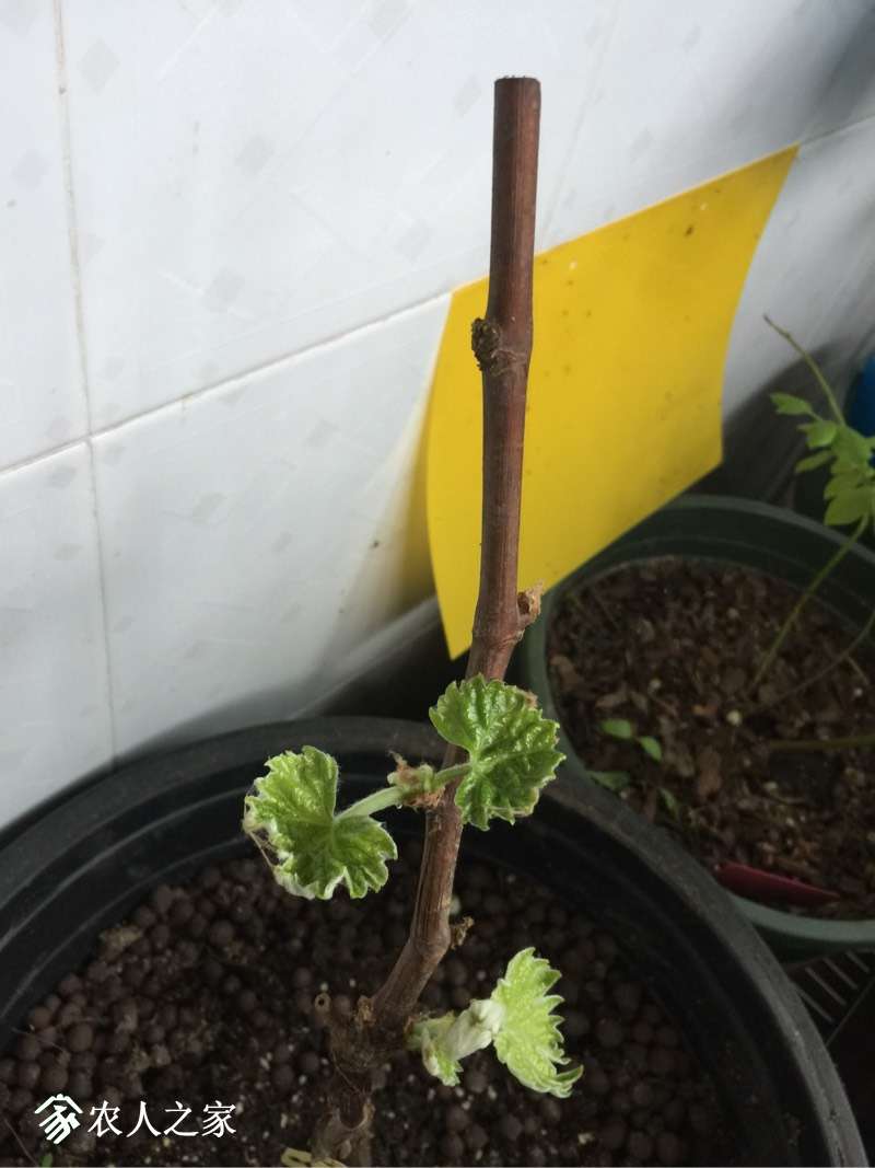 155213pvn0pzgoc7n6l00s.jpg