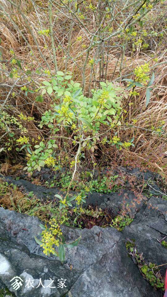 野生花椒麻椒竹叶椒下山苗小量出售