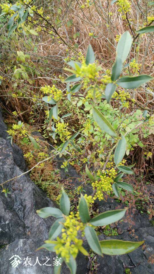 野生花椒麻椒竹叶椒下山苗小量出售